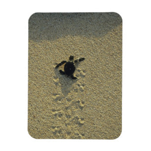 Grüne Meeresschildkröte, (Chelonia mydas), frisch  Magnet