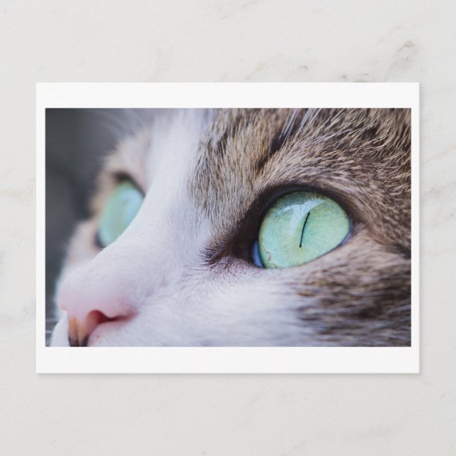 GRÜNE MIT AUGEN CAT-FOTOGRAFIE-POSTKARTE POSTKARTE (Vorderseite)
