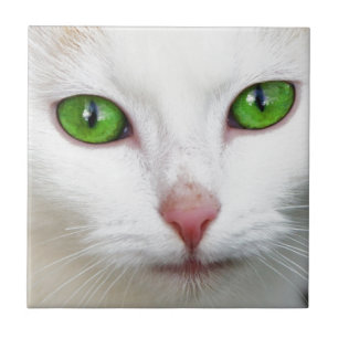 Grüne Mit Augen Katze Fliese
