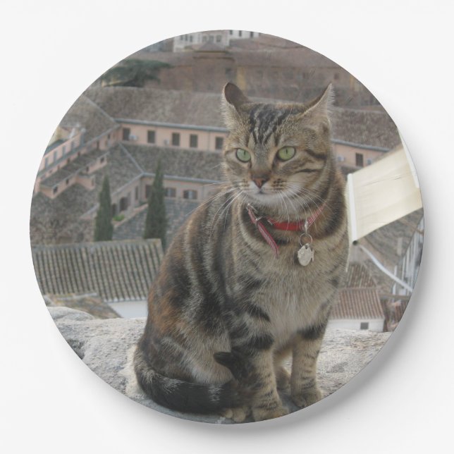 Grüne mit Augen Katzenfotografie Papiertafel Pappteller (Vorderseite)