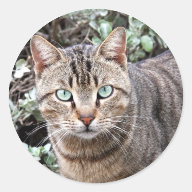 Grüne mit Augen Tabby Katze Große Aufkleber (Vorderseite)