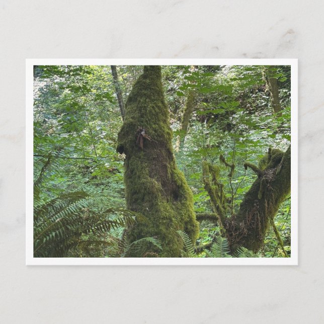 Grüne Moos Postkarte (Vorderseite)