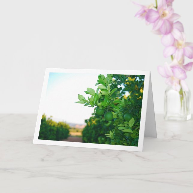 Grüne Orangen am Baum Karte (Orchidee)