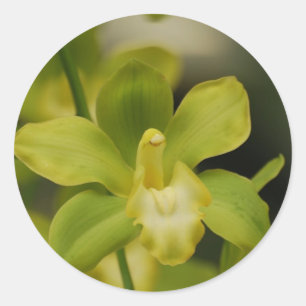 Grüne Orchidee Runder Aufkleber