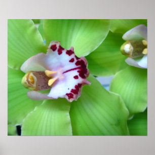 Grüne Orchideen - Drucke, Leinwand, Gerahmt Poster