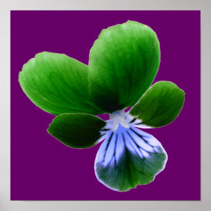 Grüne Pansy Print Poster