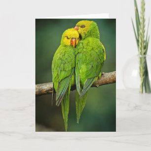 Grüne Papageien lieben Vogelfotografie Karte