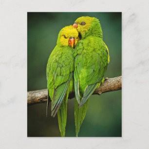 Grüne Papageien lieben Vogelfotografie Postkarte