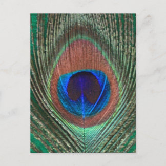 Grüne Pfauenfederhalter Postkarte