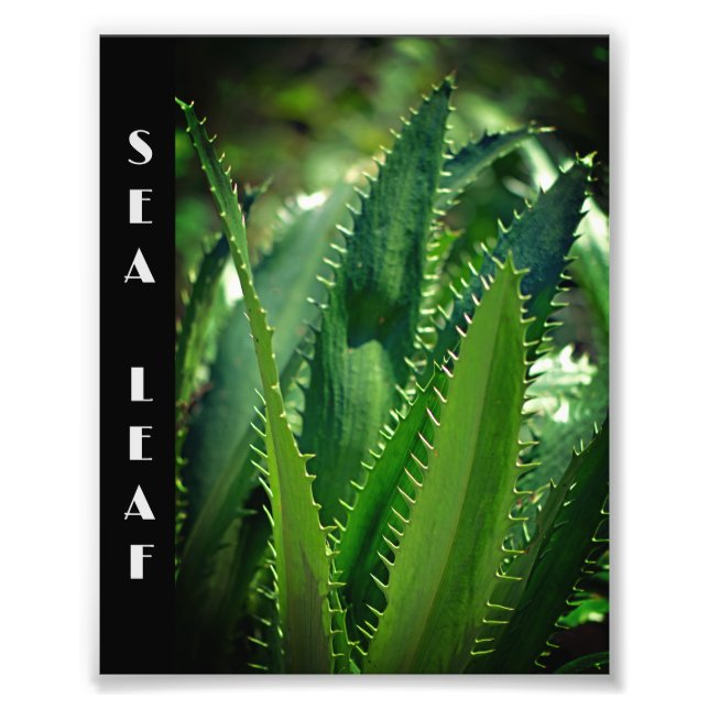 Grüne Pflanze Leaf Garden Fotodruck (Vorne)