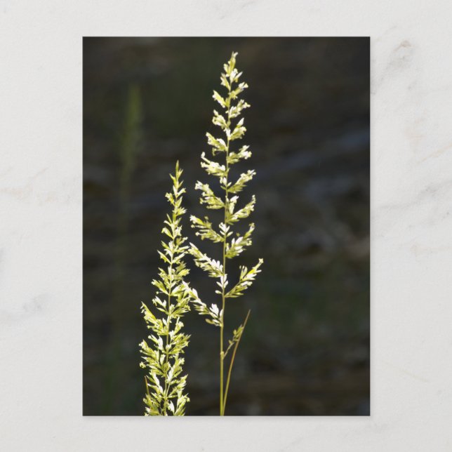 Grüne Pflanze Postkarte (Vorderseite)