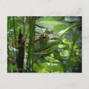 Grüne Pond Frosch Postcard Postkarte