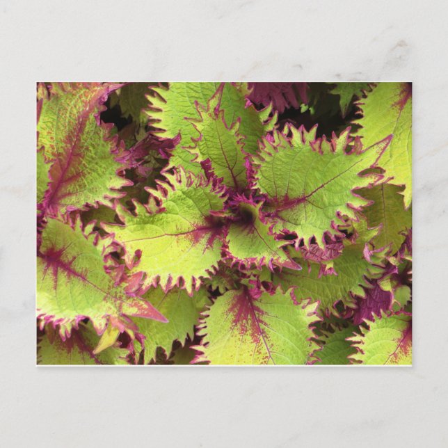 Grüne Postkarte (Vorderseite)