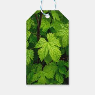 Grüne Reben Geschenkanhänger