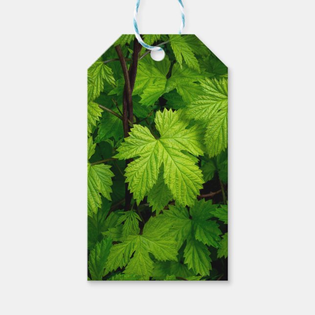 Grüne Reben Geschenkanhänger (Vorderseite)