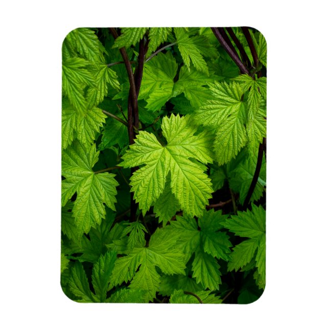 Grüne Reben Magnet (Vertikal)