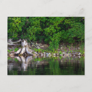 Grüne Reflektionen Postkarte