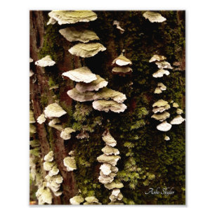 Grüne Regale Fotodruck