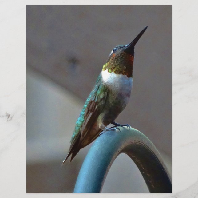 Grüne Ruby kleiner Hummingbird (Vorderseite)