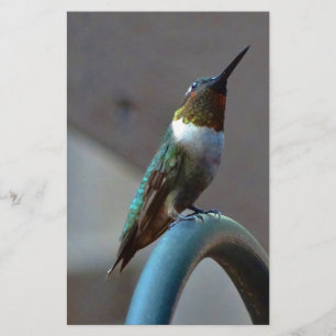 Grüne Ruby kleiner Hummingbird Briefpapier