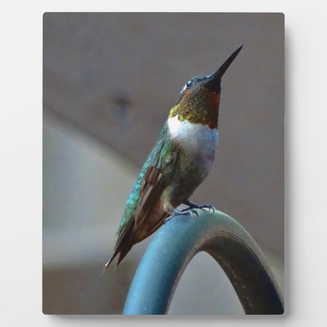 Grüne Ruby kleiner Hummingbird Fotoplatte (Vorderseite)
