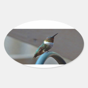 Grüne Ruby kleiner Hummingbird Ovaler Aufkleber
