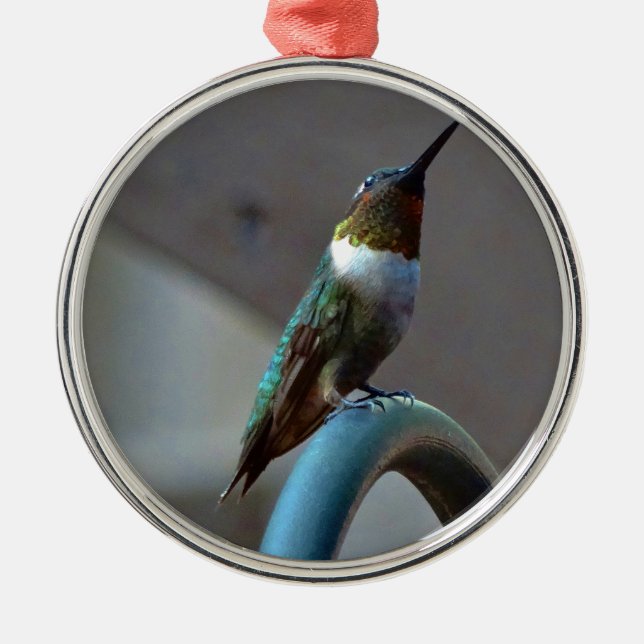 Grüne Ruby kleiner Hummingbird Silbernes Ornament (Vorne)