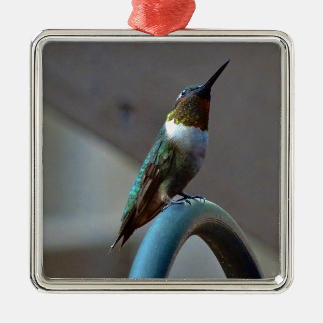 Grüne Ruby kleiner Hummingbird Silbernes Ornament (Vorne)