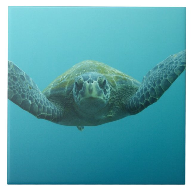Grüne Schildkröte (Chelonia mydas agassisi), Mitte Fliese (Vorderseite)
