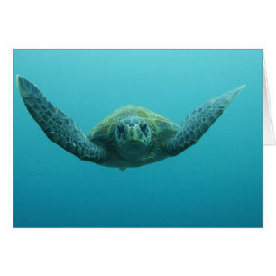 Grüne Schildkröte (Chelonia mydas agassisi), Zentr