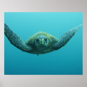 Grüne Schildkröte (Chelonia mydas agassisi), Zentr Poster