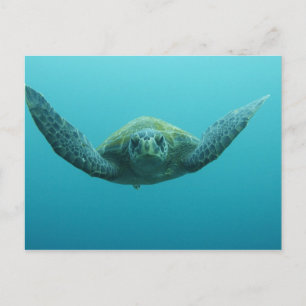 Grüne Schildkröte (Chelonia mydas agassisi), Zentr Postkarte