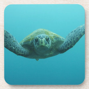 Grüne Schildkröte (Chelonia mydas agassisi), Zentr Untersetzer