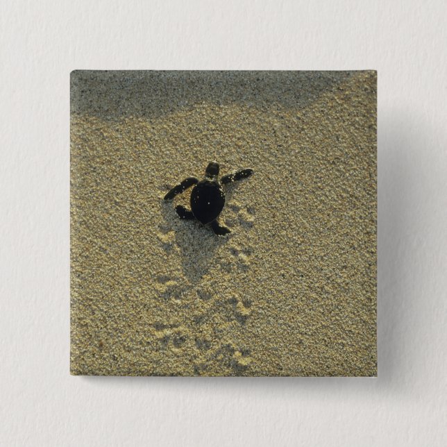 Grüne Schildkröte (Chelonia mydas), Bruchling Button (Vorderseite)