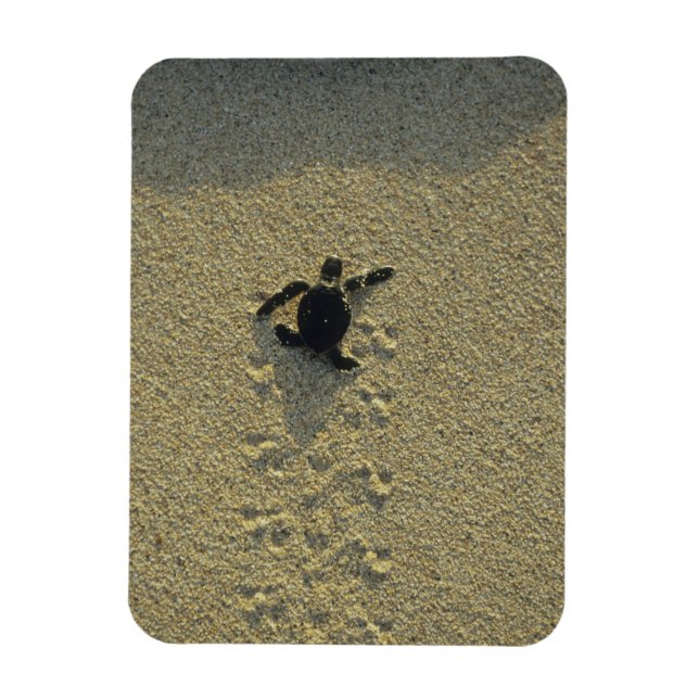 Grüne Schildkröte (Chelonia mydas), Bruchling Magnet (Vertikal)