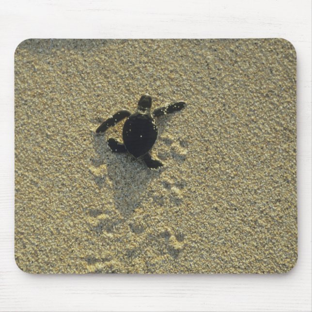 Grüne Schildkröte (Chelonia mydas), Bruchling Mousepad (Vorne)