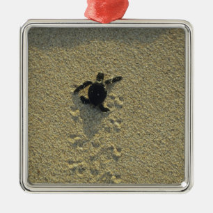 Grüne Schildkröte (Chelonia mydas), Bruchling Ornament Aus Metall