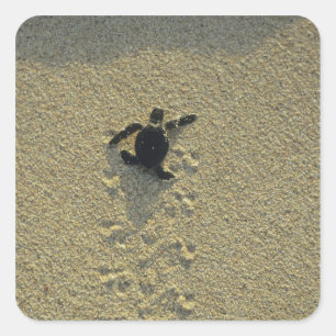 Grüne Schildkröte (Chelonia mydas), Bruchling Quadratischer Aufkleber