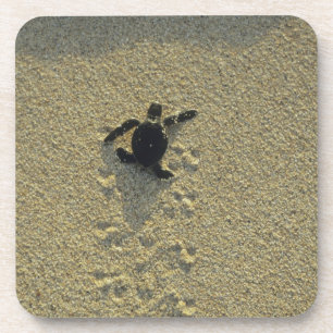 Grüne Schildkröte (Chelonia mydas), Bruchling Untersetzer