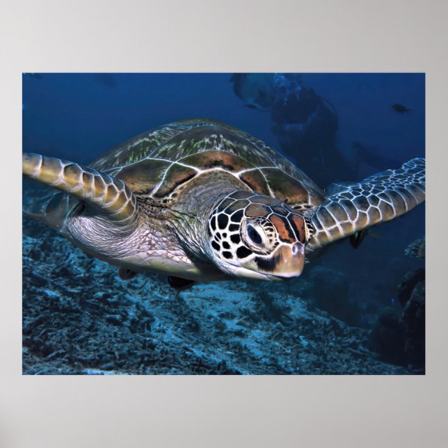 Grüne Schildkröte Nah Poster (Vorne)