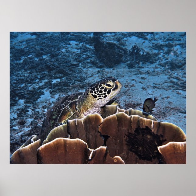 Grüne Schildkröte Poster (Vorne)