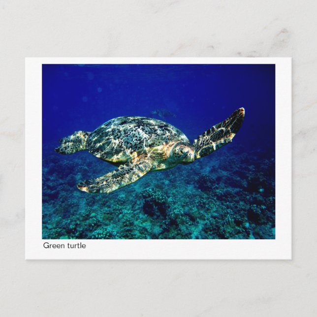 Grüne Schildkröte - Postkarte - 01 (Vorderseite)