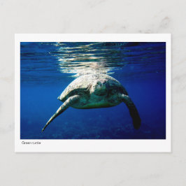 Grüne Schildkröte - Postkarte - 02