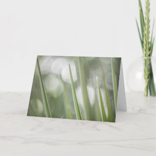 Grüne spitzen Pflanze Natur Foto Karte