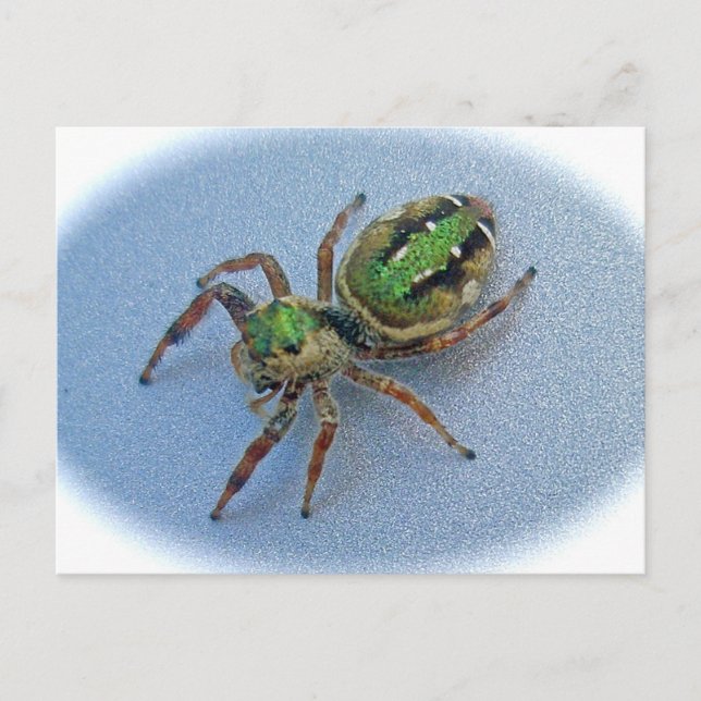 Grüne Springspinne (Salticidae) Postkarte (Vorderseite)
