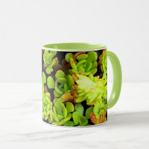 Grüne sukkulente Blume Tasse