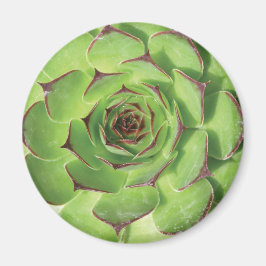 Grüne Sukkulente Kaktus Frühlingssonne Blume Magnet