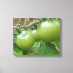 Grüne Tomaten Canvas Print Leinwanddruck