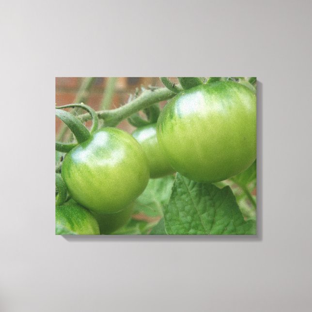 Grüne Tomaten Canvas Print Leinwanddruck (Vorderseite)