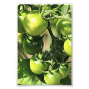 Grüne Tomaten Fotodruck